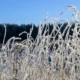 Escarcha con temperatura sobre cero en el aire sobre unas hojas de hierba al amanecer