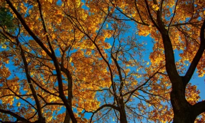 Hojas doradas recortadas contra un cielo azul de otoño despejado