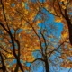 Hojas doradas recortadas contra un cielo azul de otoño despejado