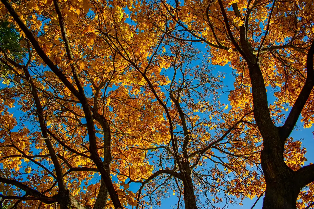 Hojas doradas recortadas contra un cielo azul de otoño despejado