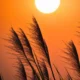 la cresta africana