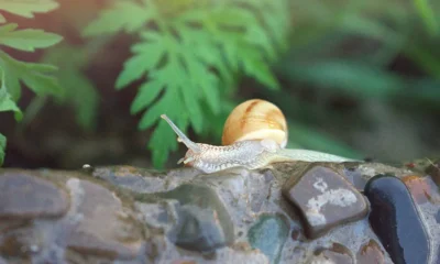 Un caracol avanza por un sendero húmedo, como ocurre con frecuencia al observar caracoles después de llover