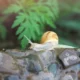 Un caracol avanza por un sendero húmedo, como ocurre con frecuencia al observar caracoles después de llover