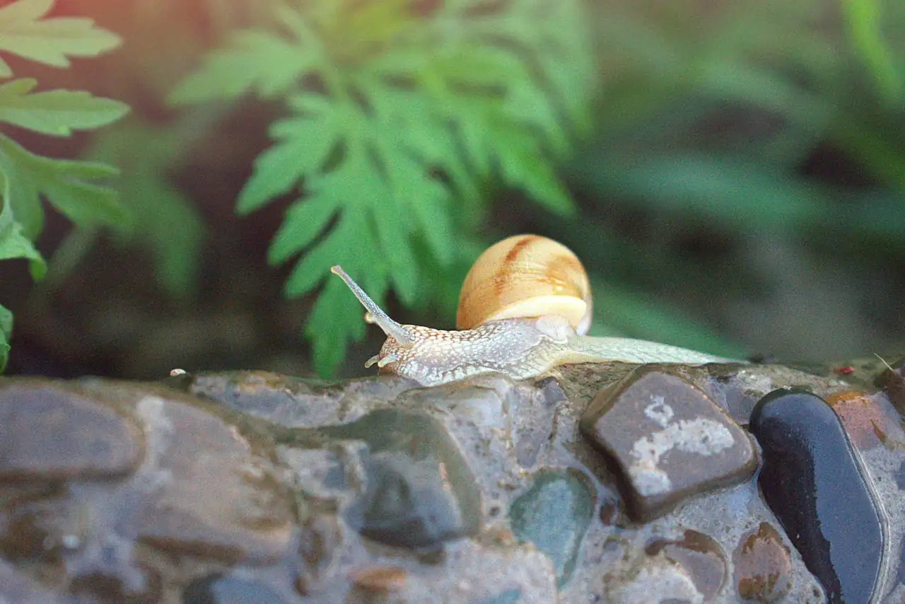 Un caracol avanza por un sendero húmedo, como ocurre con frecuencia al observar caracoles después de llover