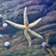 las estrellas de mar
