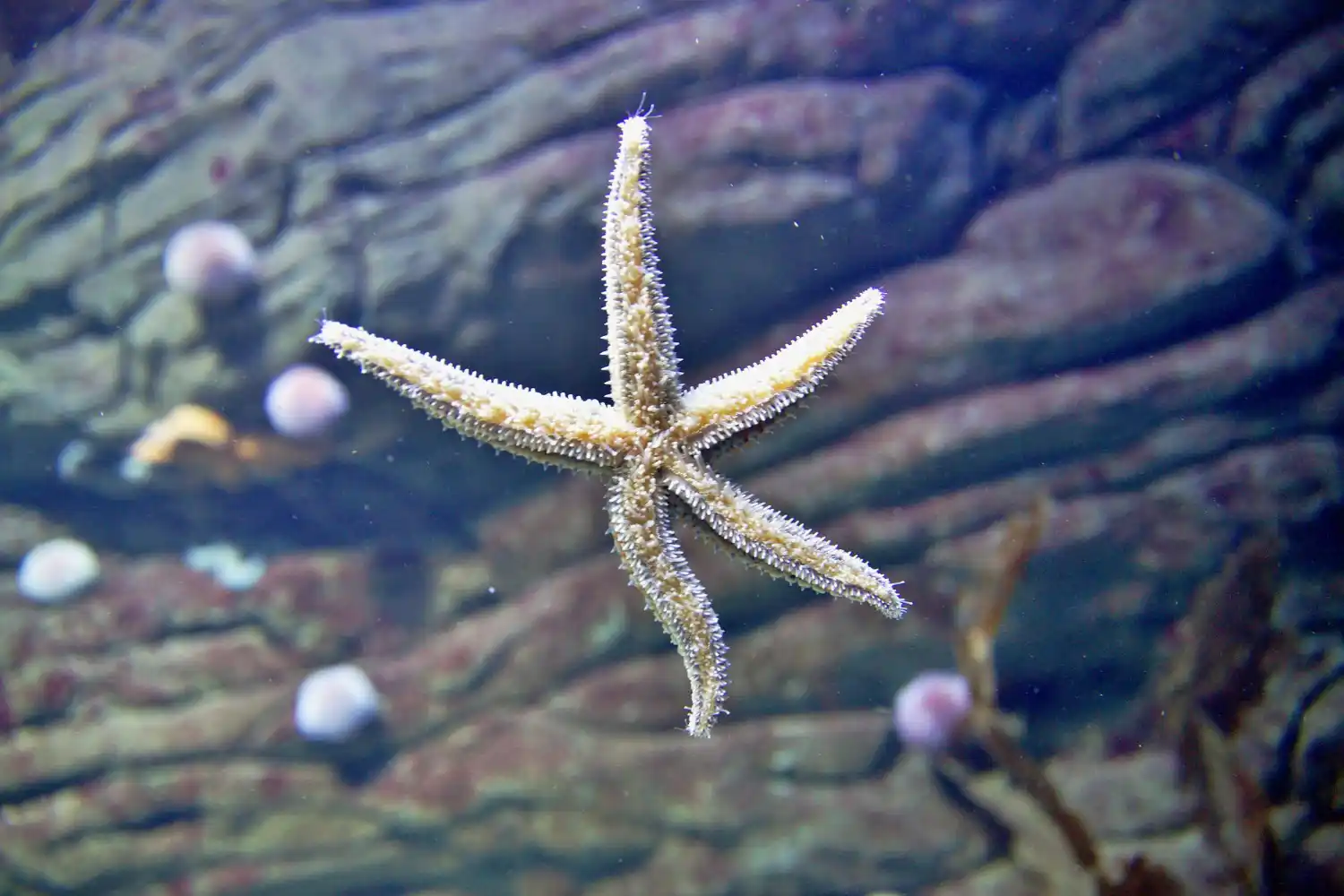las estrellas de mar