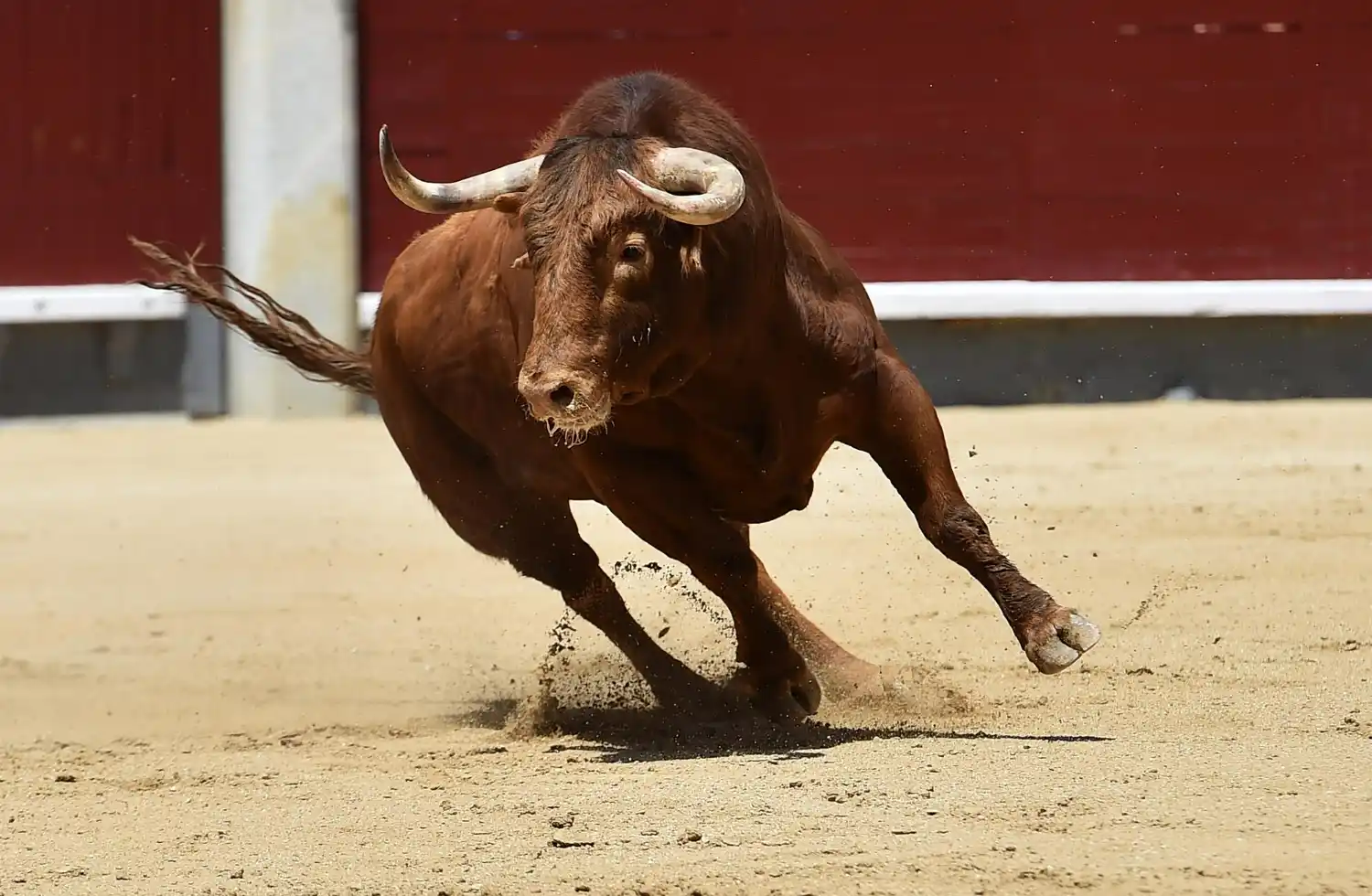 los toros de la Misericòrdia