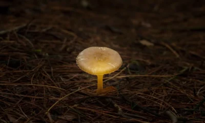 Níscalos entre agujas de pino en otoño, cuando salen tras las lluvias si el suelo conserva la humedad