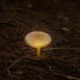 Níscalos entre agujas de pino en otoño, cuando salen tras las lluvias si el suelo conserva la humedad