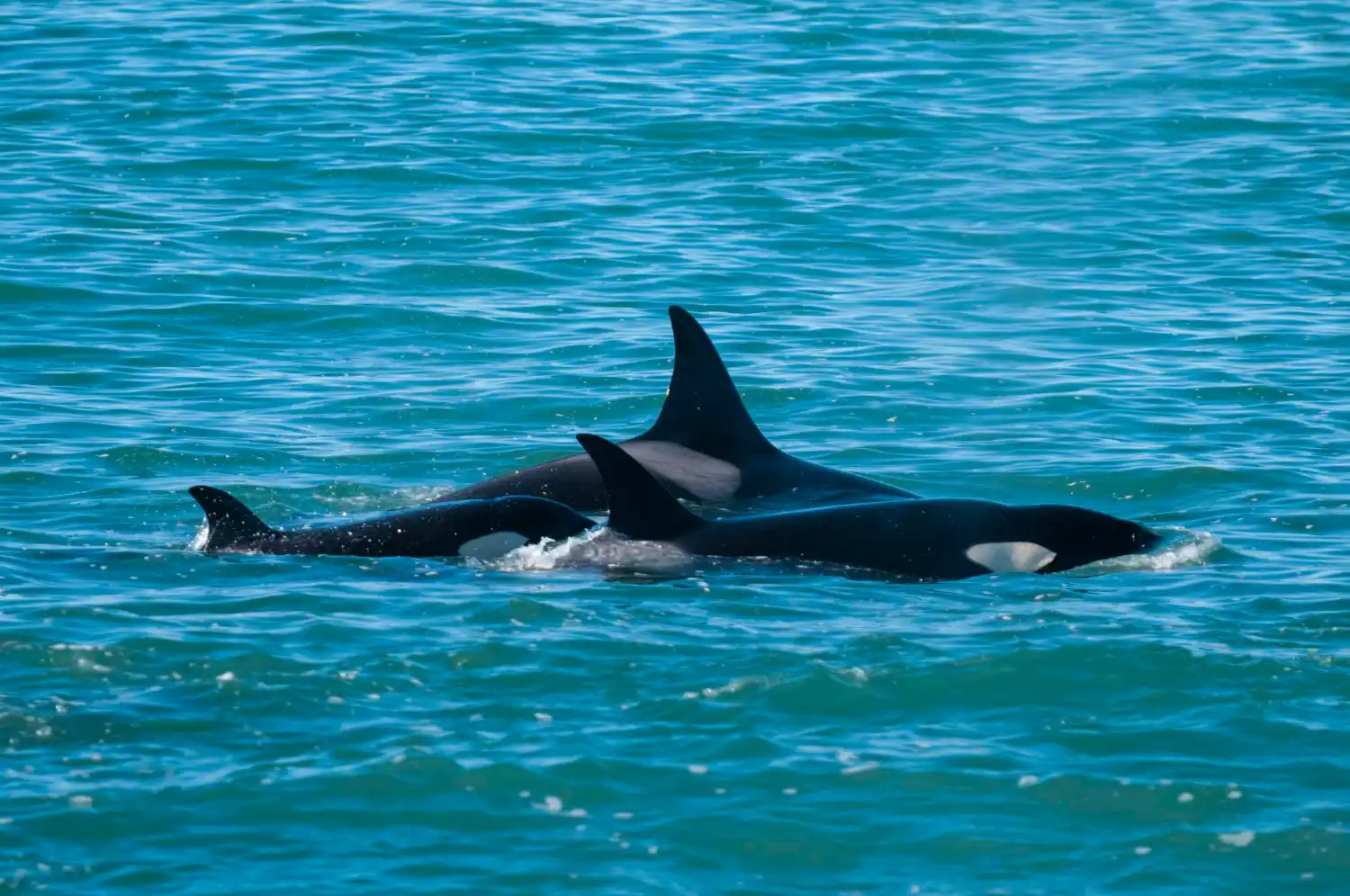 orcas ponen en alerta a los clubes náuticos