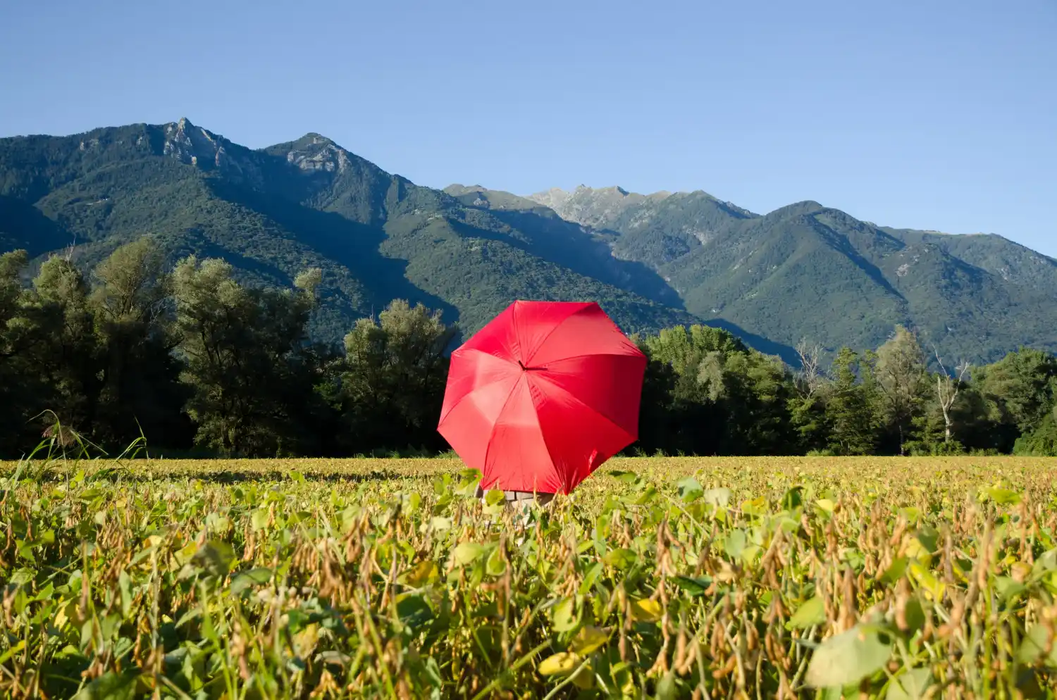 paragua sobre campo verde