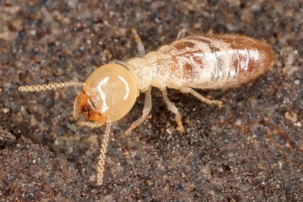 plaga de termitas