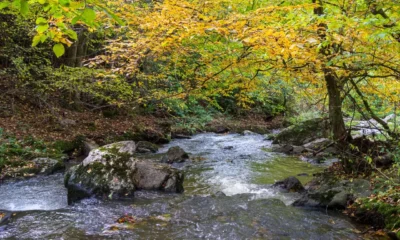Hayas trasmochas en un hayedo otoñal de Gorbeia junto a un arroyo