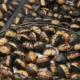 Castañas con cortes en la cáscara para evitar que exploten al asarlas