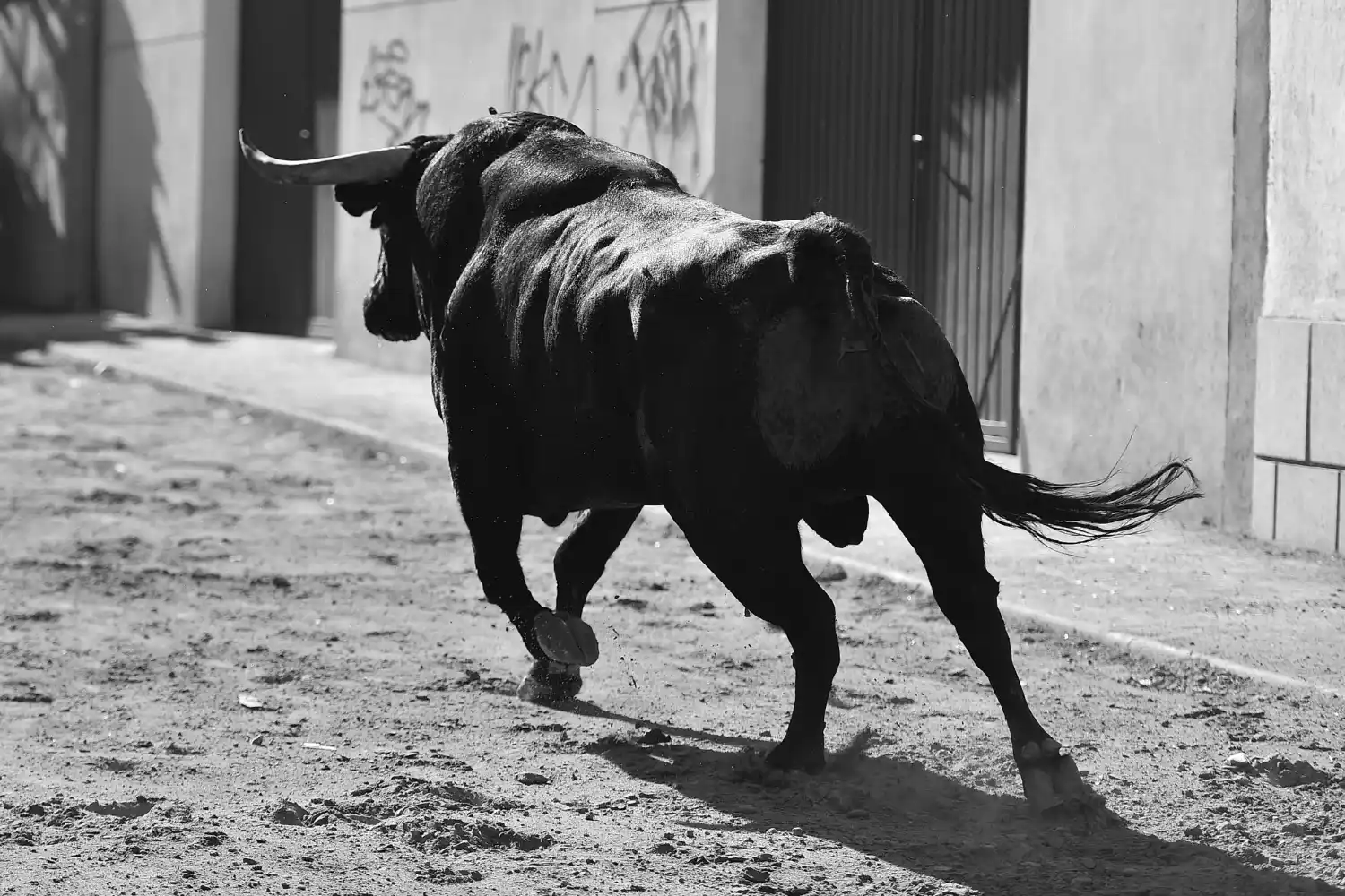 torro corriendo en una calle