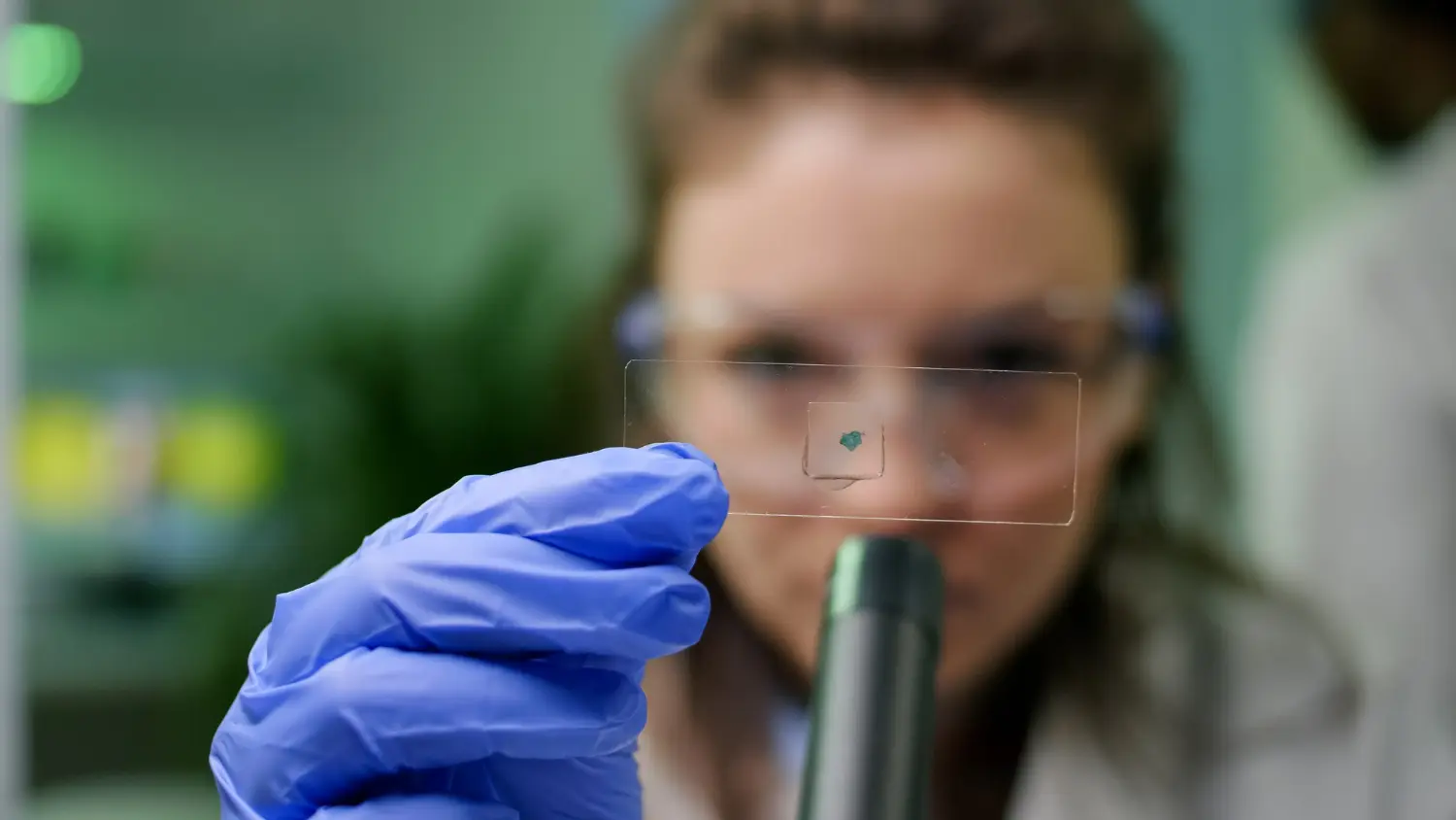 una bacteria está bajo investigación