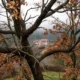 Pueblo blanco de la Alpujarra durante el otoño, rodeado de árboles de hoja caduca