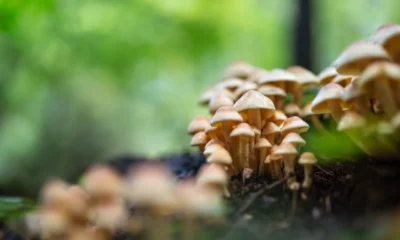 Setas silvestres que aparecen después de la lluvia entre hojas húmedas del bosque