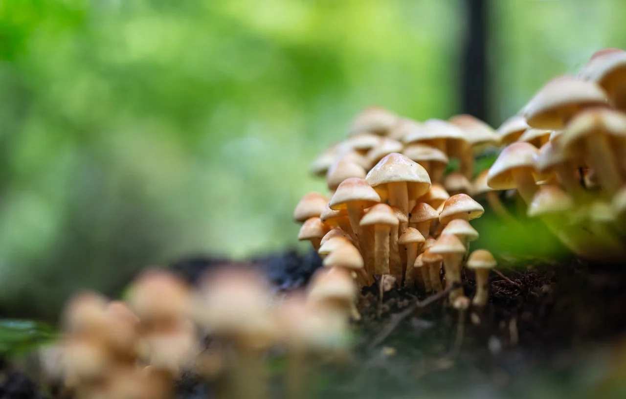 Setas silvestres que aparecen después de la lluvia entre hojas húmedas del bosque