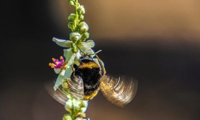 Abejorro polinizando una flor, insectos polinizadores protegidos en España