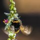 Abejorro polinizando una flor, insectos polinizadores protegidos en España