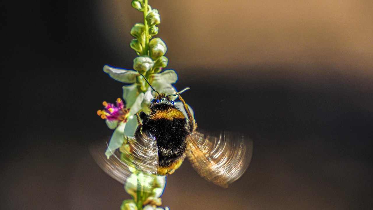 Abejorro polinizando una flor, insectos polinizadores protegidos en España