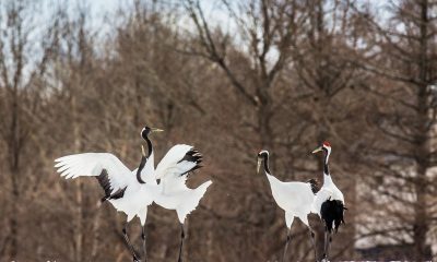 Las aves están cambiando sus rutas: un siglo de anillas lo demuestra