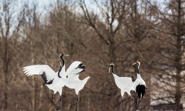 Las aves están cambiando sus rutas: un siglo de anillas lo demuestra