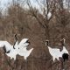Las aves están cambiando sus rutas: un siglo de anillas lo demuestra