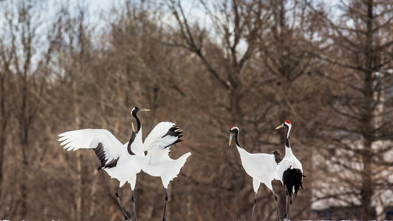 Las aves están cambiando sus rutas: un siglo de anillas lo demuestra