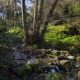 Árboles en zona montañosa — campaña para proteger leyes medioambientales europeas