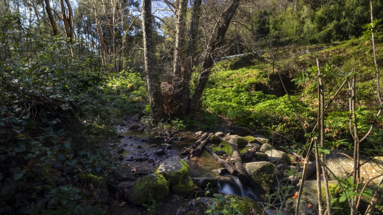 Árboles en zona montañosa — campaña para proteger leyes medioambientales europeas