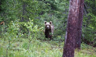 Oso pardo en el Pirineo, como el oso Cachou cuya muerte inspira la serie 'Matar a un oso'