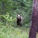Oso pardo en el Pirineo, como el oso Cachou cuya muerte inspira la serie 'Matar a un oso'