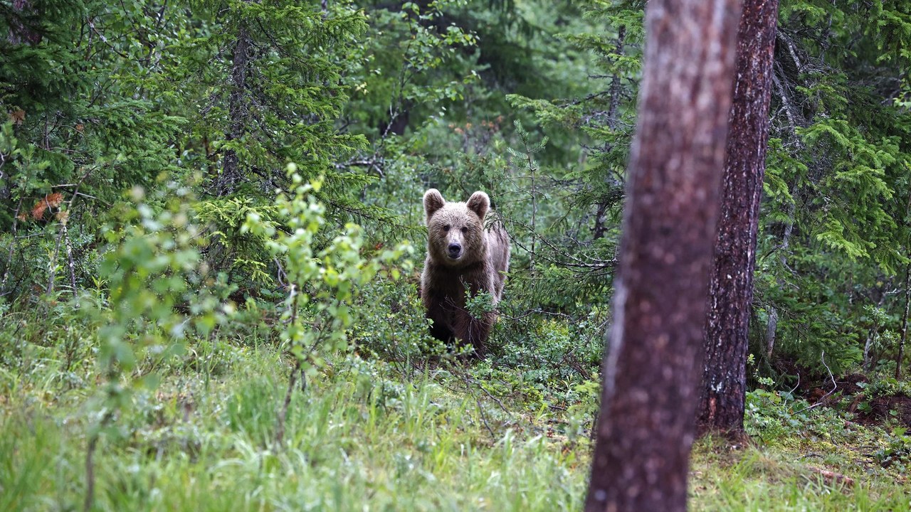 Oso pardo en el Pirineo, como el oso Cachou cuya muerte inspira la serie 'Matar a un oso'
