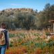 Olivar con cosecha lista en zona rural de España — turismo rural y destinos por descubrir