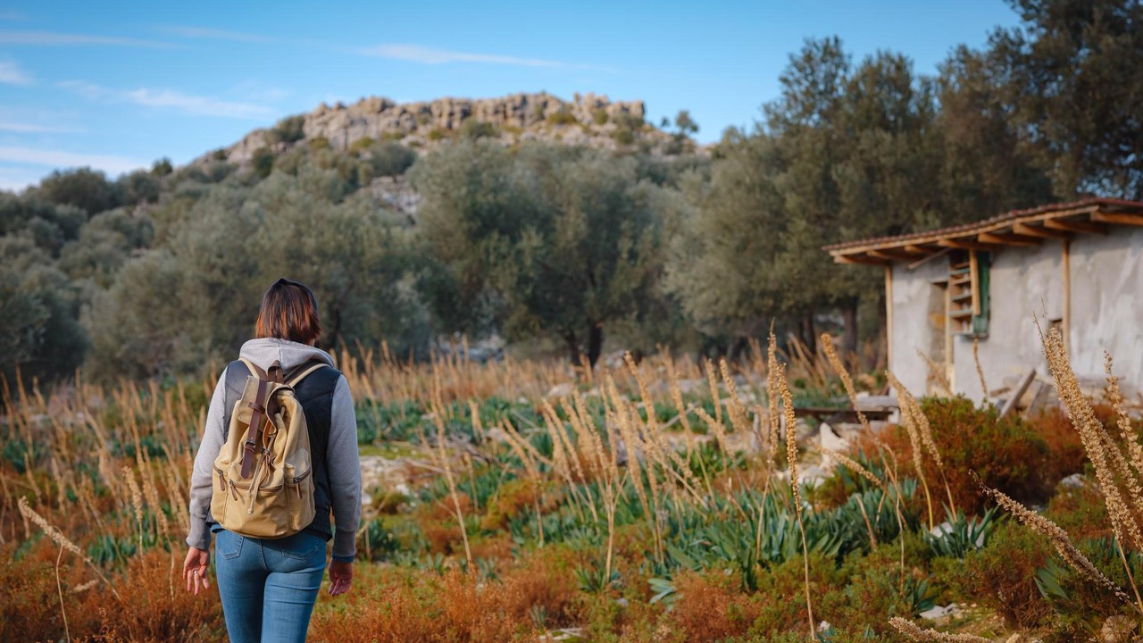 Olivar con cosecha lista en zona rural de España — turismo rural y destinos por descubrir