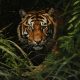Tigre salvaje en su hábitat, símbolo de la recuperación de fauna del Informe Planeta Vivo 2026