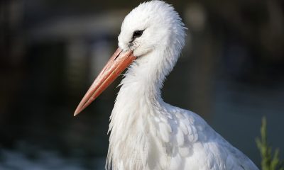 Cigüeña blanca en vuelo, especie que cada vez inverna más en España en lugar de migrar a África