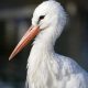 Cigüeña blanca en vuelo, especie que cada vez inverna más en España en lugar de migrar a África