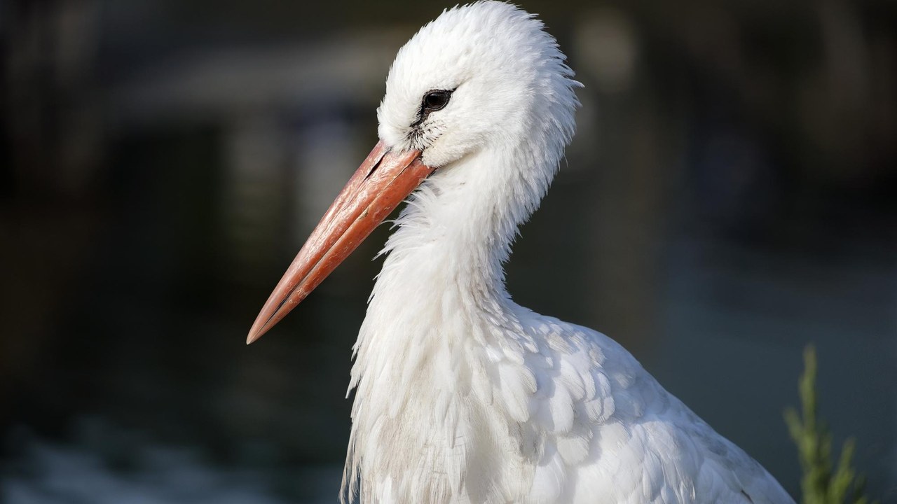 Cigüeña blanca en vuelo, especie que cada vez inverna más en España en lugar de migrar a África