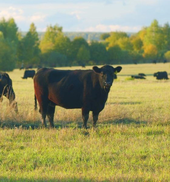 Vacas de ganado bovino pastando, principal hospedador del virus shamonda