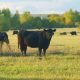 Vacas de ganado bovino pastando, principal hospedador del virus shamonda