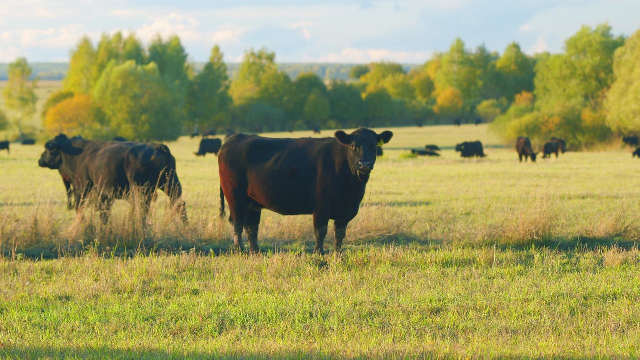 Vacas de ganado bovino pastando, principal hospedador del virus shamonda