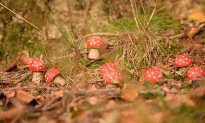 Setas en un bosque de pinos en otoño: níscalos y boletus brotan tras las primeras lluvias
