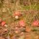 Setas en un bosque de pinos en otoño: níscalos y boletus brotan tras las primeras lluvias
