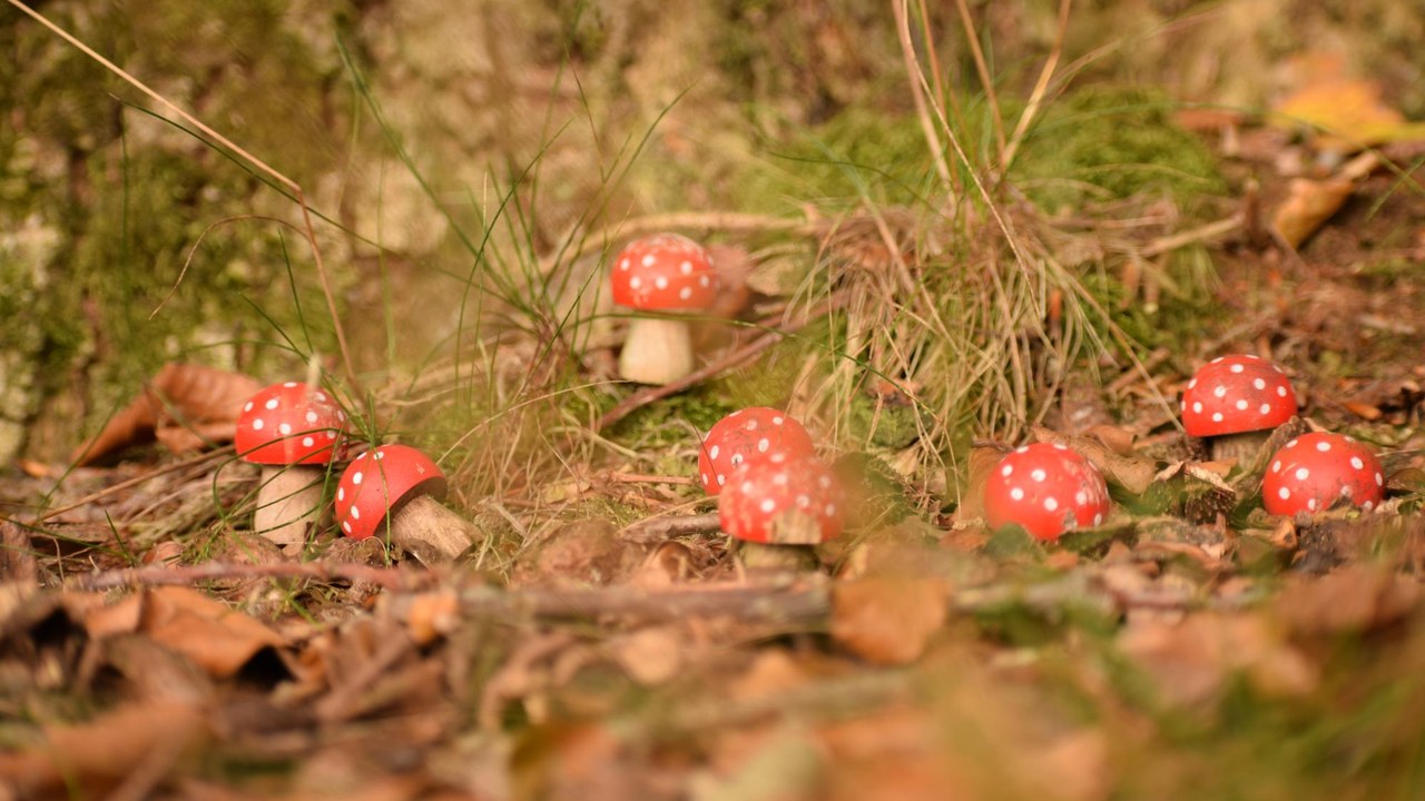 Setas en un bosque de pinos en otoño: níscalos y boletus brotan tras las primeras lluvias